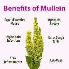Mullein leaf herbal tea benefits with yellow mullein flower for easing cough and opening airways