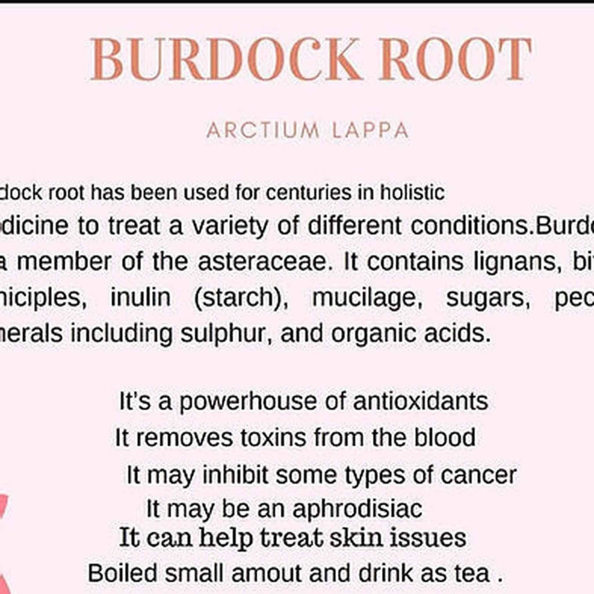 Informational image about burdock root benefits highlighting antioxidants and skin treatment with raw burdock leaf for sale