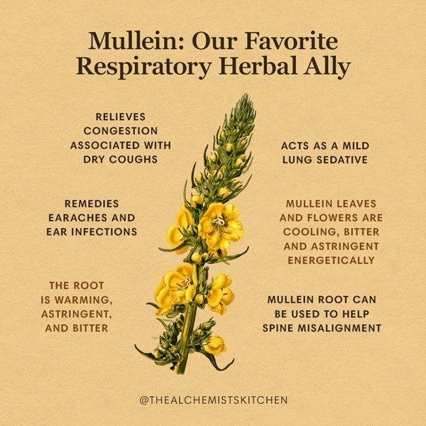 The Natural Wonder: Unveiling the Benefits of Royal Luxs Mullein Herbs - RoyalLuxsLLC