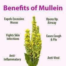 Mullein Leaf Detox herbal tea image highlighting benefits such as anti-inflammatory, cough relief, and detox properties.