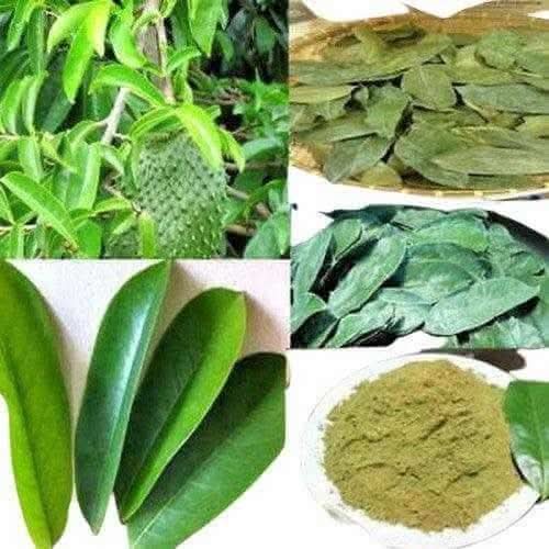 Collage showing fresh green leaves, dried leaves, and pure botanical leaf powder by RoyalLuxsLLC