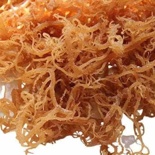 Close-up of wildcrafted sea moss St Lucia seaweed used in nutritional food purées by RoyalLuxsLLC